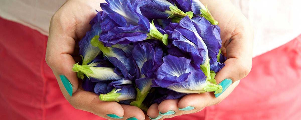 6 Manfaat Bunga Telang Untuk Kesehatan Hock