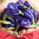 6 Manfaat Bunga Telang Untuk Kesehatan
