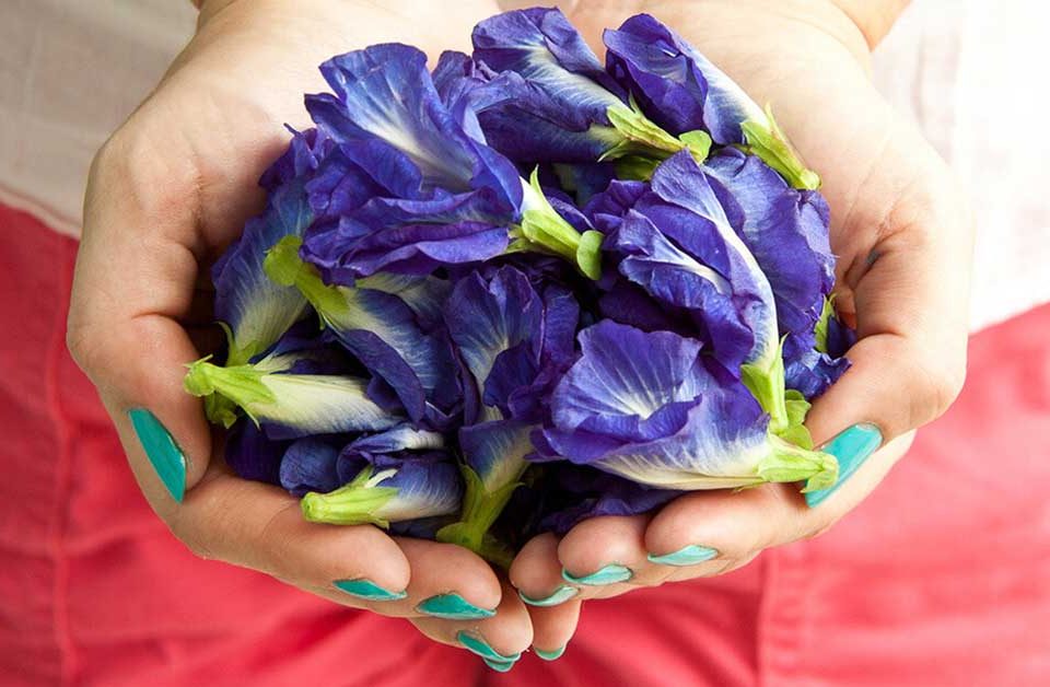 6 Manfaat Bunga Telang Untuk Kesehatan