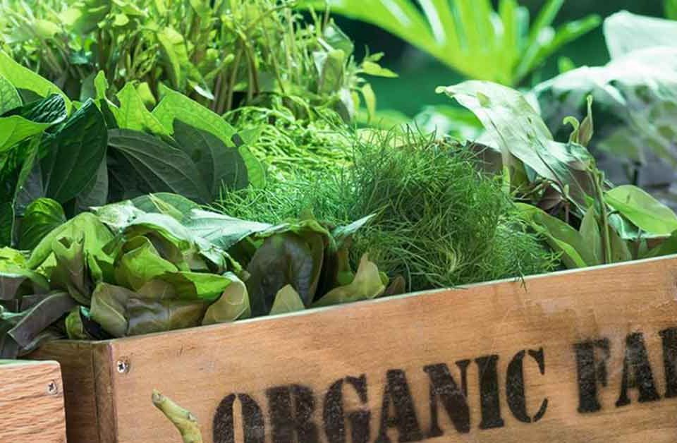 Organic Farm di Jakarta dan Bandung